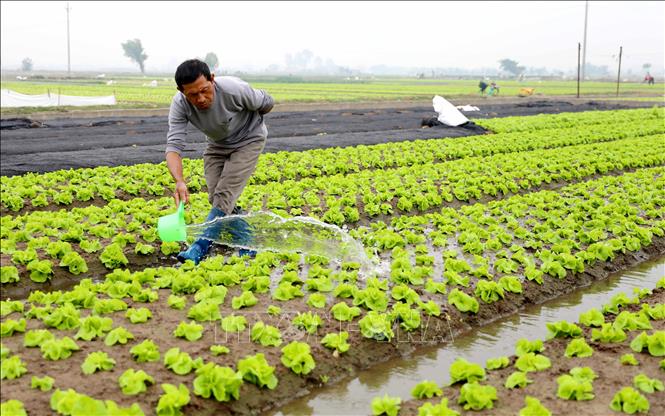   Chuẩn bị nguồn cung rau màu phục vụ thị trường Tết