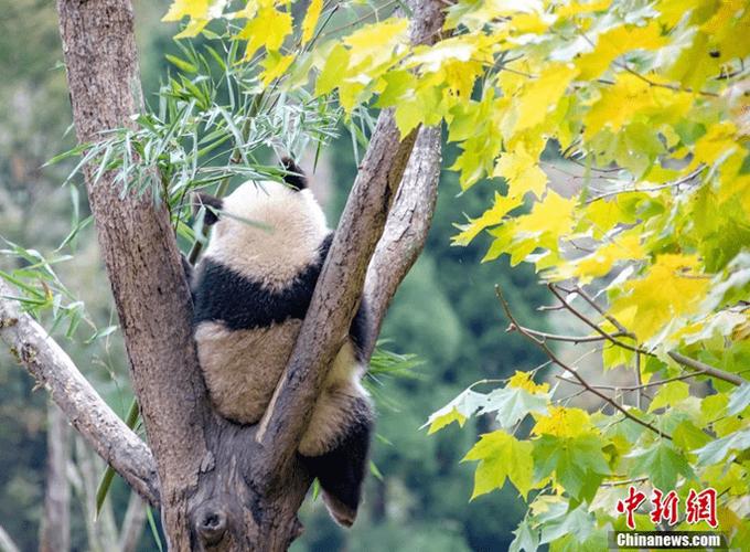   Tăng cường các biện pháp bảo vệ trẻ em, phòng, chống bạo lực, xâm hại tình dục trẻ em