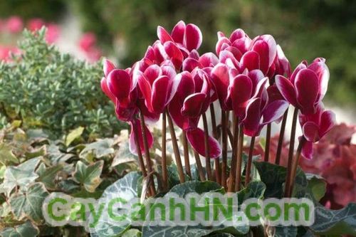   Bản tin Covid-19 ngày 24/8/2022