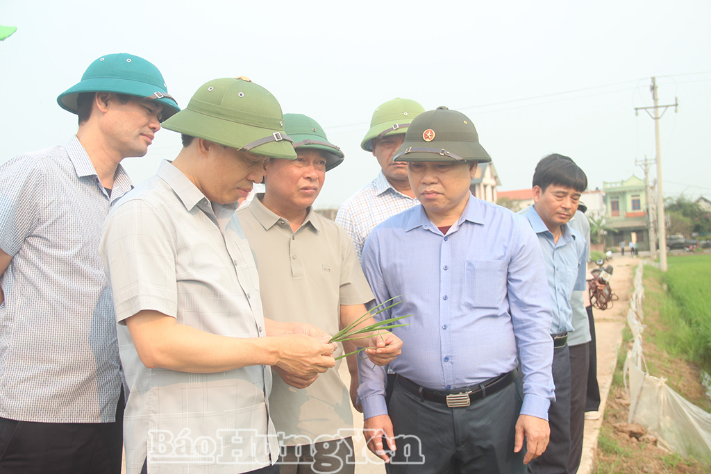   Tập trung phòng, trừ sâu, bệnh hại lúa xuân