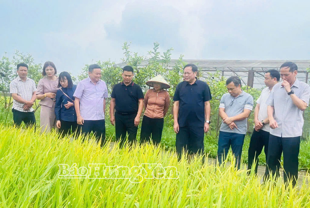   Vụ xuân năm 2026 dự kiến cung ứng ra thị trường từ 150 - 350 tấn giống nếp Thơm Nh880