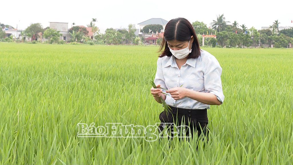   Phòng, trừ sâu bệnh bảo vệ lúa xuân