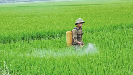   Tăng cường Nh88 Nha cai chỉ đạo sản xuất, phòng trừ sâu bệnh bảo vệ lúa Xuân năm 2015
