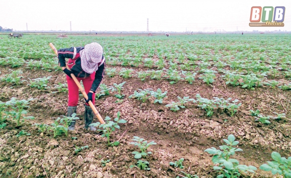  Tập trung chăm sóc khoai tây vụ đông
