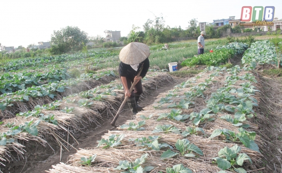  Nâng cao hiệu quả kinh tế cho cây màu vụ đông