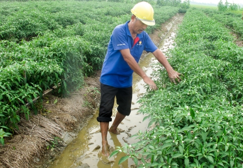   Giá trị sản xuất nông, lâm nghiệp, thủy sản 6 tháng đầu năm 2018  ước đạt 13.995,174 tỷ đồng