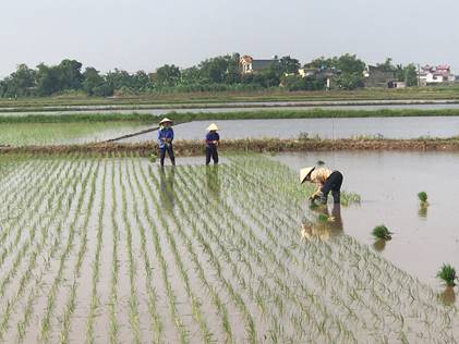   Toàn tỉnh gieo cấy 55.330 ha diện tích lúa mùa