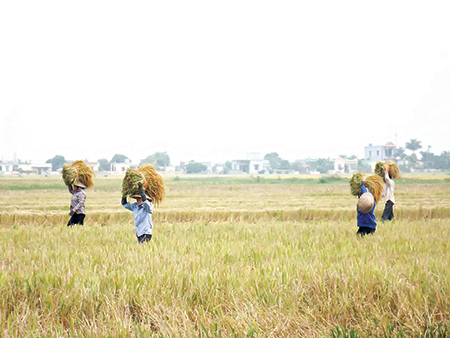   Nh888 sản xuất nông nghiệp tháng 6/2015