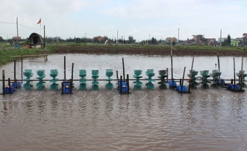   Tăng cường Nh88 Nha cai quản lý chất lượng tôm giống trên địa bàn tỉnh Thái Bình