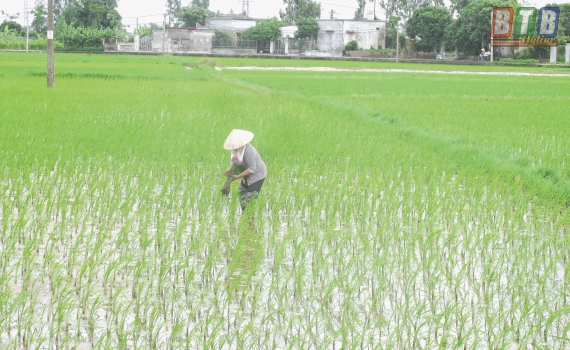   Tập trung sản xuất vụ mùa