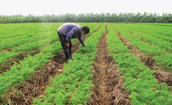   Toàn tỉnh có 11.122,58 ha đất nông nghiệp được tập trung, tích tụ