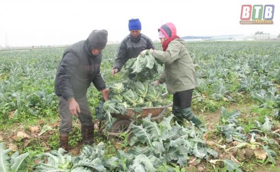  Sản xuất rau màu an toàn theo chuỗi