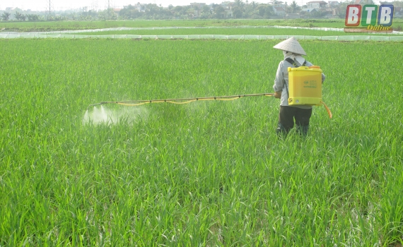   Phát động đợt phòng trừ sâu đục thân hai chấm, sâu cuốn lá nhỏ từ ngày 25/4 – 1/5
