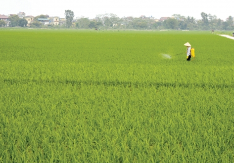   Tập trung chỉ đạo phòng, trừ bệnh lùn sọc đen, bệnh đạo ôn  và các đối tượng sâu bệnh hại khác, bảo vệ lúa vụ Xuân năm 2018