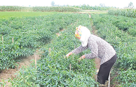   Nh888 sản xuất nông nghiệp tháng 11/2015