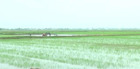   Nh888 sản xuất nông nghiệp tháng 7/2015