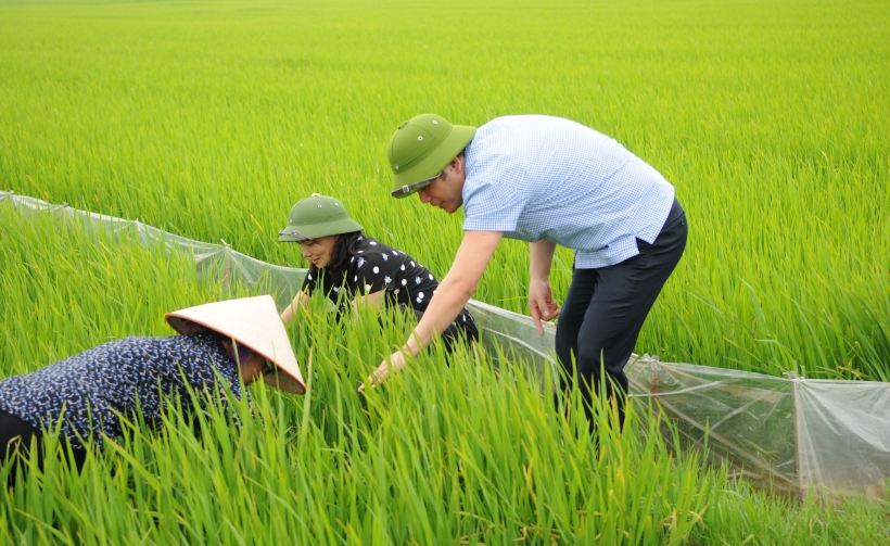   Tập trung chỉ đạo Nh88 Nha cai phòng trừ sâu bệnh hại lúa xuân
