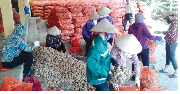   Giá trị sản xuất nông nghiệp năm 2017 ước đạt gần 25.783 tỷ đồng