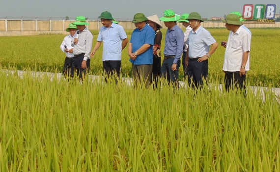   Đồng chí Đặng Trọng Thăng, Phó Bí thư thường trực Tỉnh ủy, Chủ tịch Nh88 casino tỉnh thăm Nh88 casino sản xuất lúa giống của Công ty Cổ phần Tập đoàn ThaiBinh Seed