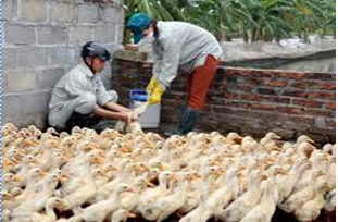   Nh88 com cảnh báo về dịch cúm gia cầm và một số biện pháp phòng lây nhiễm cúm sang người