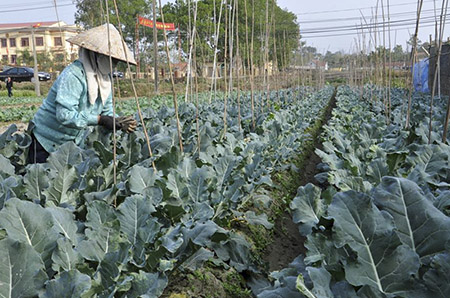   Triển khai Đợt cao điểm hành động Năm Vệ sinh an toàn thực phẩm trong lĩnh vực nông nghiệp