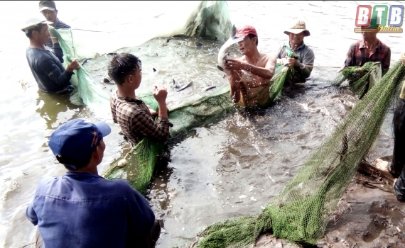   Chủ động bảo vệ thủy sản trong mùa mưa, bão