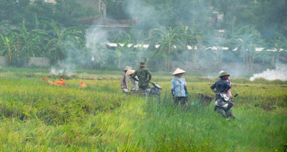   Chỉ đạo không đốt rơm rạ để bảo vệ Nh88 con và trật tự an toàn giao thông