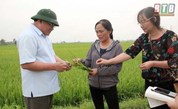   Tăng cường Nh88 Nha cai chỉ đạo sản xuất, phòng trừ sâu bệnh bảo vệ lúa xuân