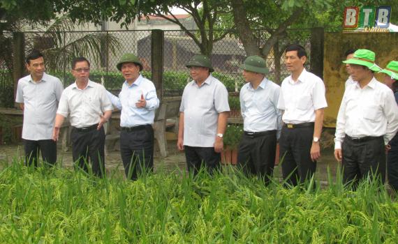   Các Nh881 lãnh đạo tỉnh đi thăm, đánh giá kết quả khảo nghiệm vụ xuân 2019 tại ThaiBinh Seed Group