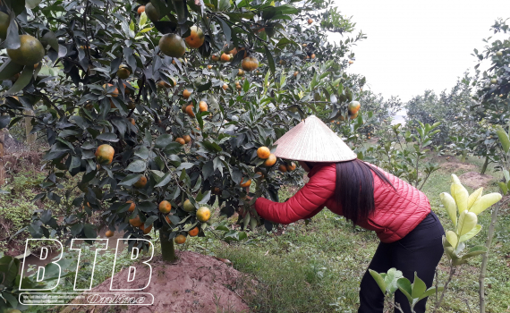   Hưng Hà phấn đấu chuyển đổi 3.150ha cơ cấu cây trồng trên đất lúa