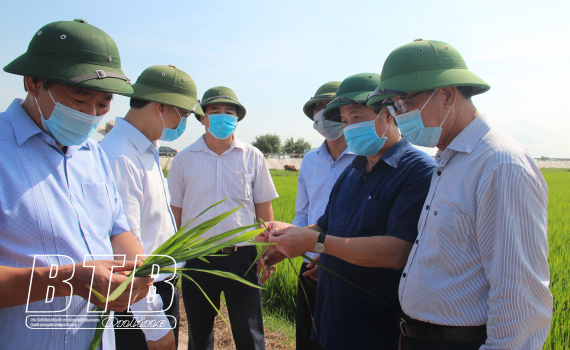  Thứ trưởng Bộ Nông nghiệp và Nh883 nông thôn kiểm tra phòng trừ sâu bệnh tại Thái Bình