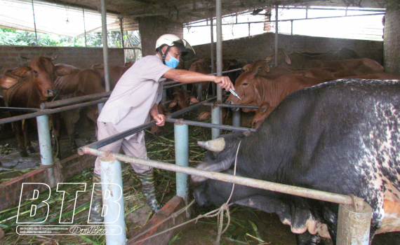   Hưng Hà: Tổ chức tiêm phòng cho gia súc, gia cầm