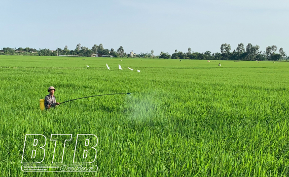   Thái Thụy: Phòng, trừ sâu bệnh bảo vệ lúa mùa