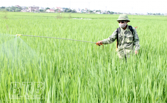   Vũ Thư: Tập trung phòng, trừ sâu bệnh, bảo vệ lúa mùa