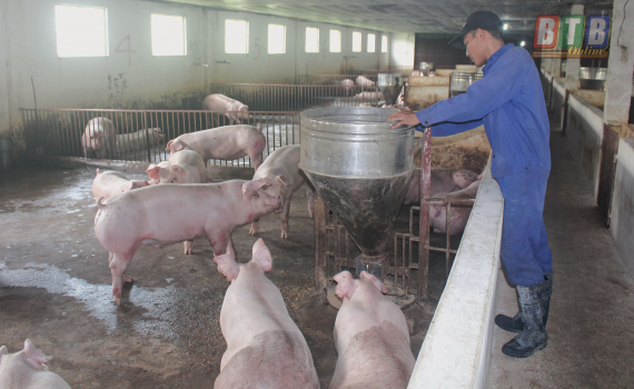  Quyết liệt ngăn chặn bệnh dịch tả lợn châu Phi tái phát
