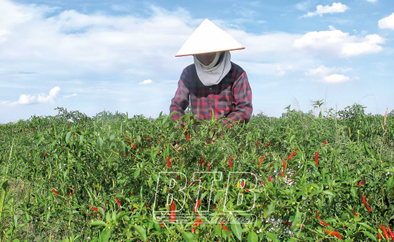   Hiệu quả các chính sách hỗ trợ Nh88 net nông nghiệp