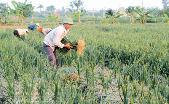   Thái Thụy: Giải pháp Nh88 net sản phẩm OCOP