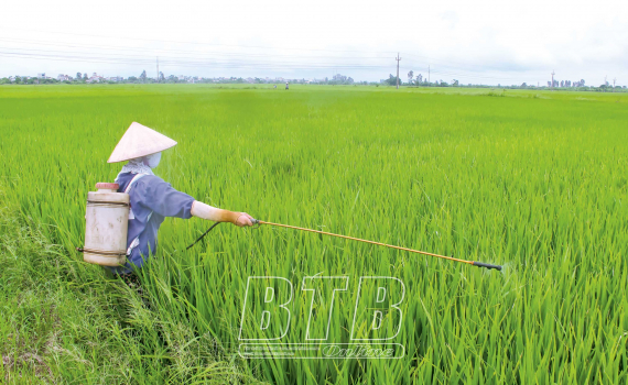   Ghi nhận sau chiến dịch phòng, trừ sâu bệnh