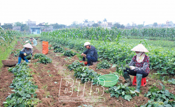   “Giữ nhịp” sản xuất vụ đông (Kỳ 3)