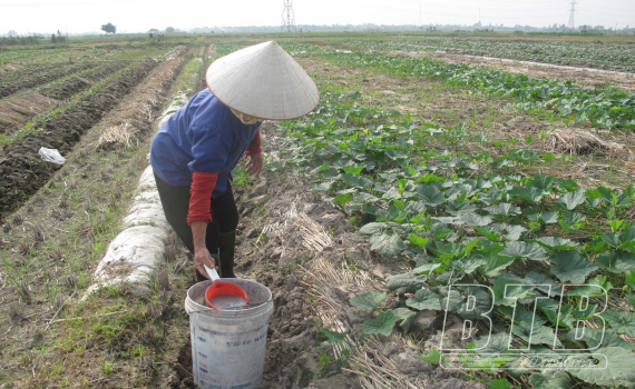   Toàn tỉnh đã gieo trồng 18.000ha cây vụ đông