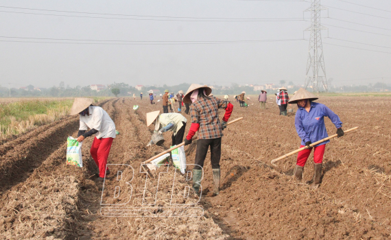   “Giữ nhịp” sản xuất vụ đông (Kỳ 1)