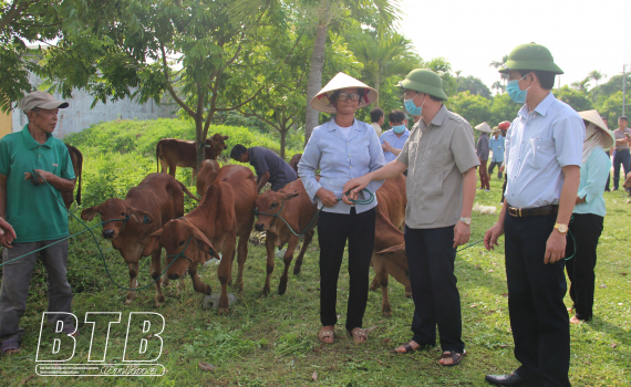   Kiến Xương: Trao bò giống cho 26 hộ nghèo, cận nghèo
