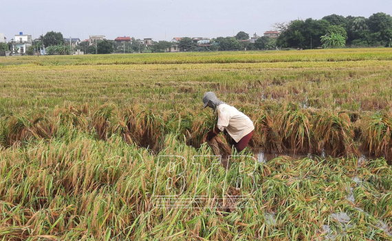   Các Nh88 tập trung chống úng cho lúa và rau màu bị ảnh hưởng sau bão số 7