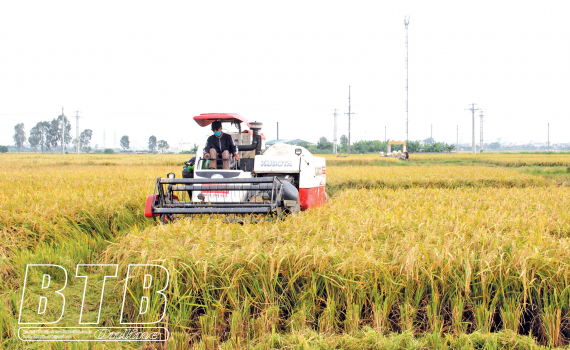   Khẩn trương thu hoạch lúa mùa, bảo vệ cây màu vụ đông