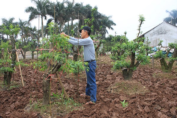   Hội Cựu chiến binh tỉnh hỗ trợ hội viên vay vốn tín dụng chính sách Nh88 net kinh tế