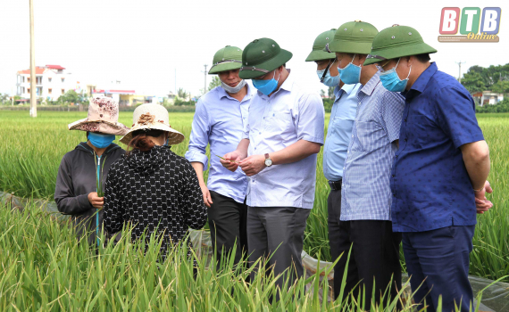   Tập trung chỉ đạo và hướng dẫn nông dân phun thuốc lần 2 trừ sâu cuốn lá nhỏ