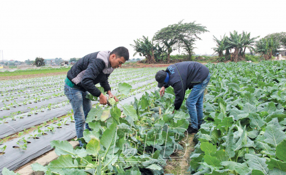   “Giữ nhịp” sản xuất vụ đông (Kỳ 2)