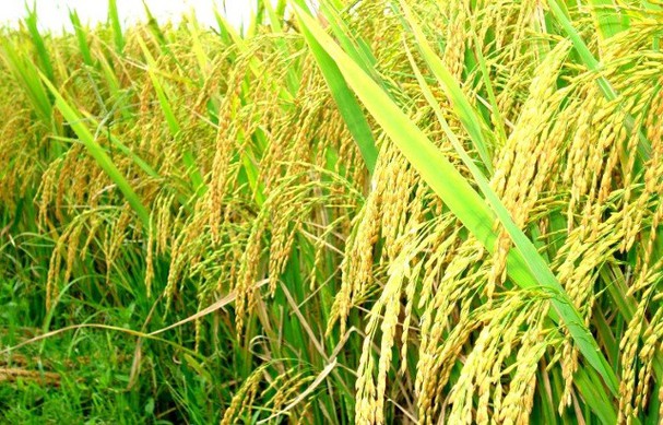   Bảo đảm an ninh lương thực quốc gia đến năm 2030