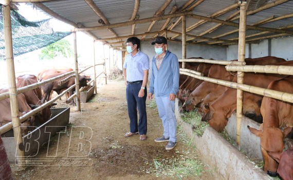   Tích tụ ruộng đất nuôi bò thương phẩm