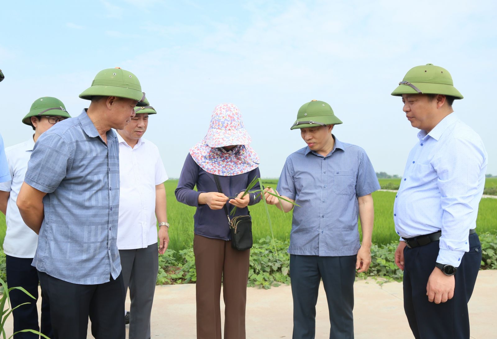   Tập trung cao độ cho Nh88 Nha cai phòng trừ sâu bệnh bảo vệ lúa xuân